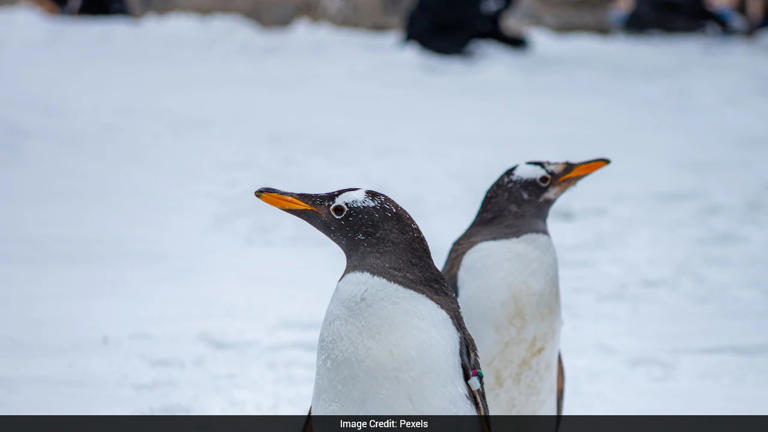 Penguin poop may be speeding up Antarctic snow melt: Study