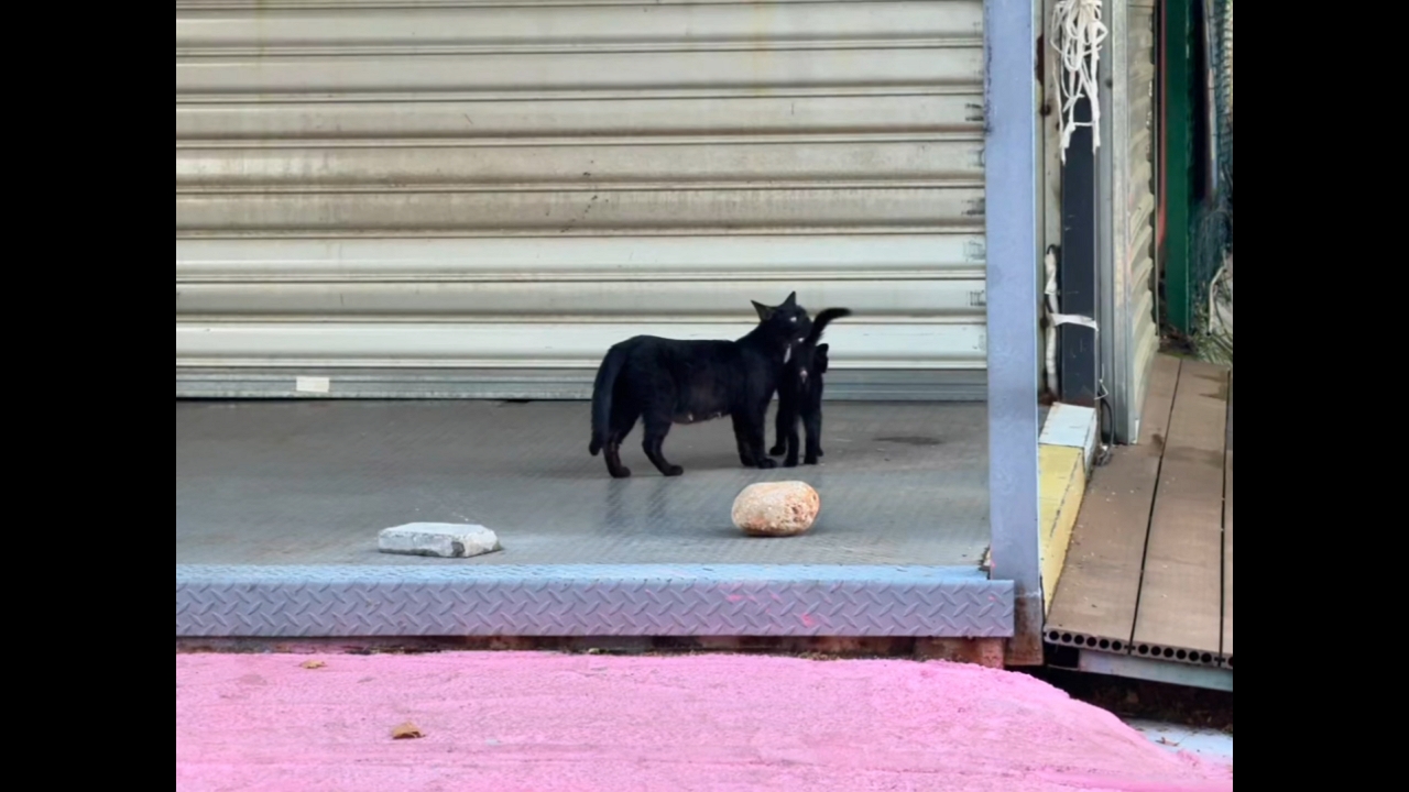 Kitten slips playfully between a cat’s legs in Sichuan