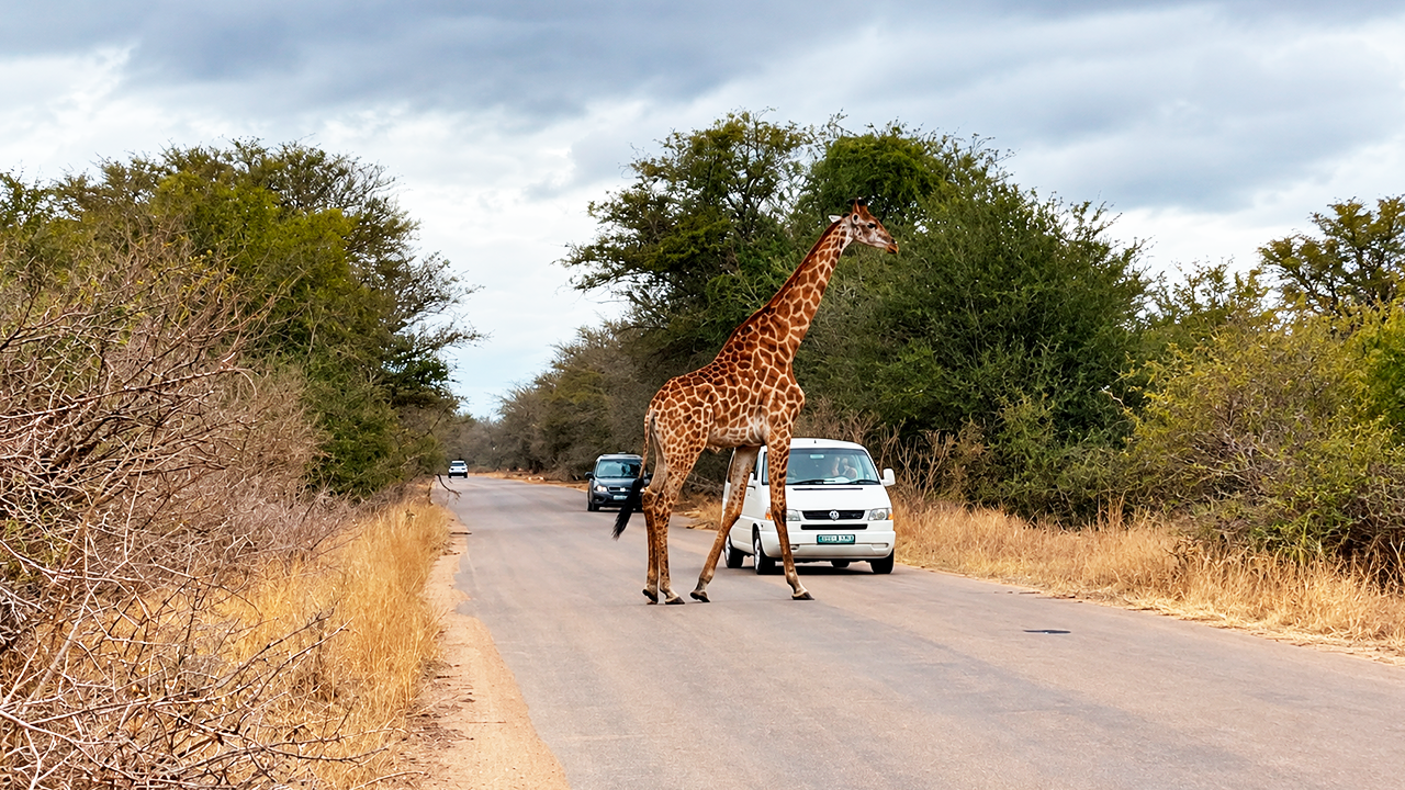 I filmed this giraffe blocking the road