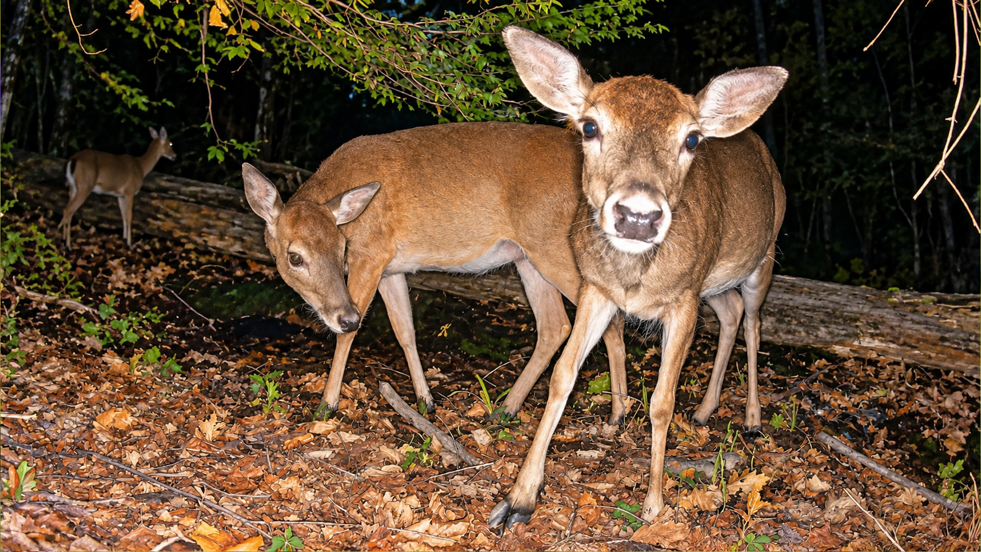 Several deer appeared after dark but one seemed curious about the camera
