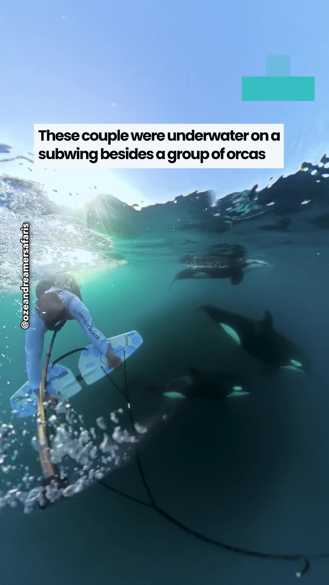 Couple's underwater adventure takes unexpected turn when wild animal ...