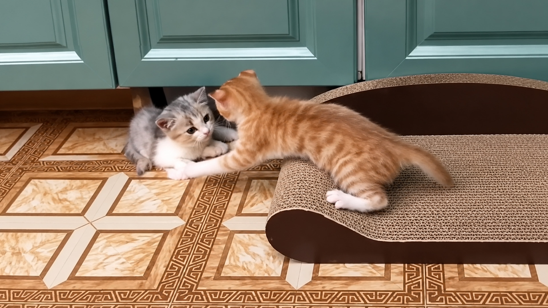Orange kitten reaches out to its little gray friend