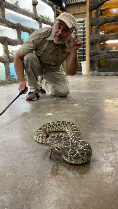 The golden rule of the wild: leave rattlesnakes alone