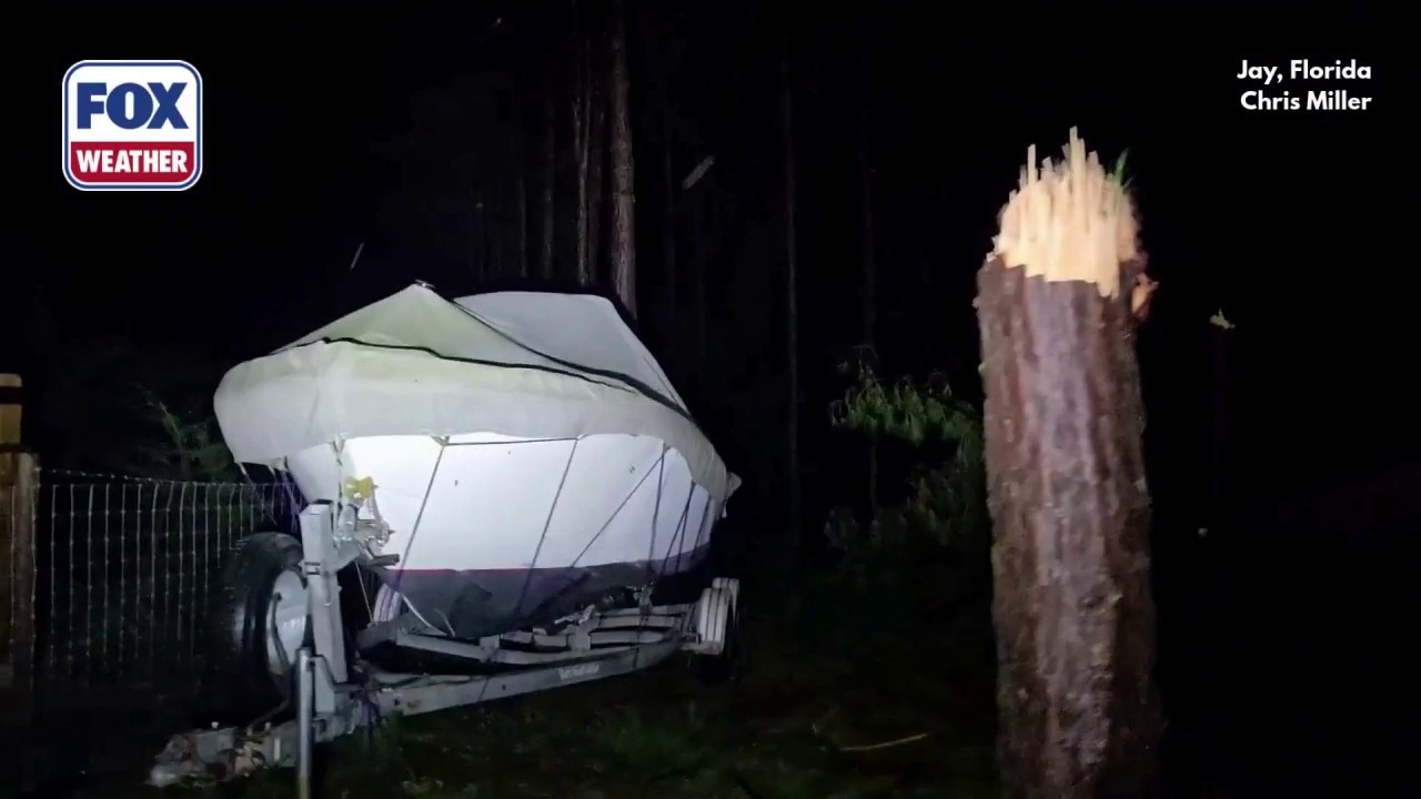 Pine trees snapped by Hurricane Isaias in Jay, Florida, near 118 mph gust