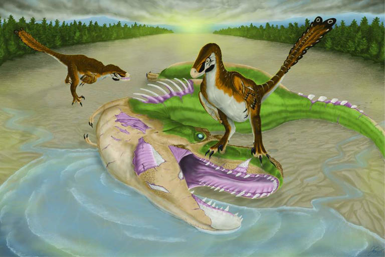 University of Alberta researchers find evidence raptor may have fed on ...