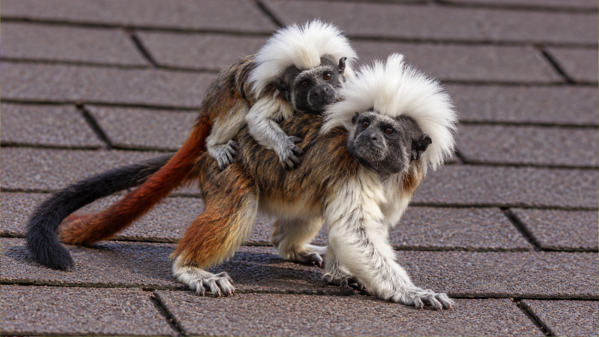 One tamarin climbed onto another and the camera caught the ride