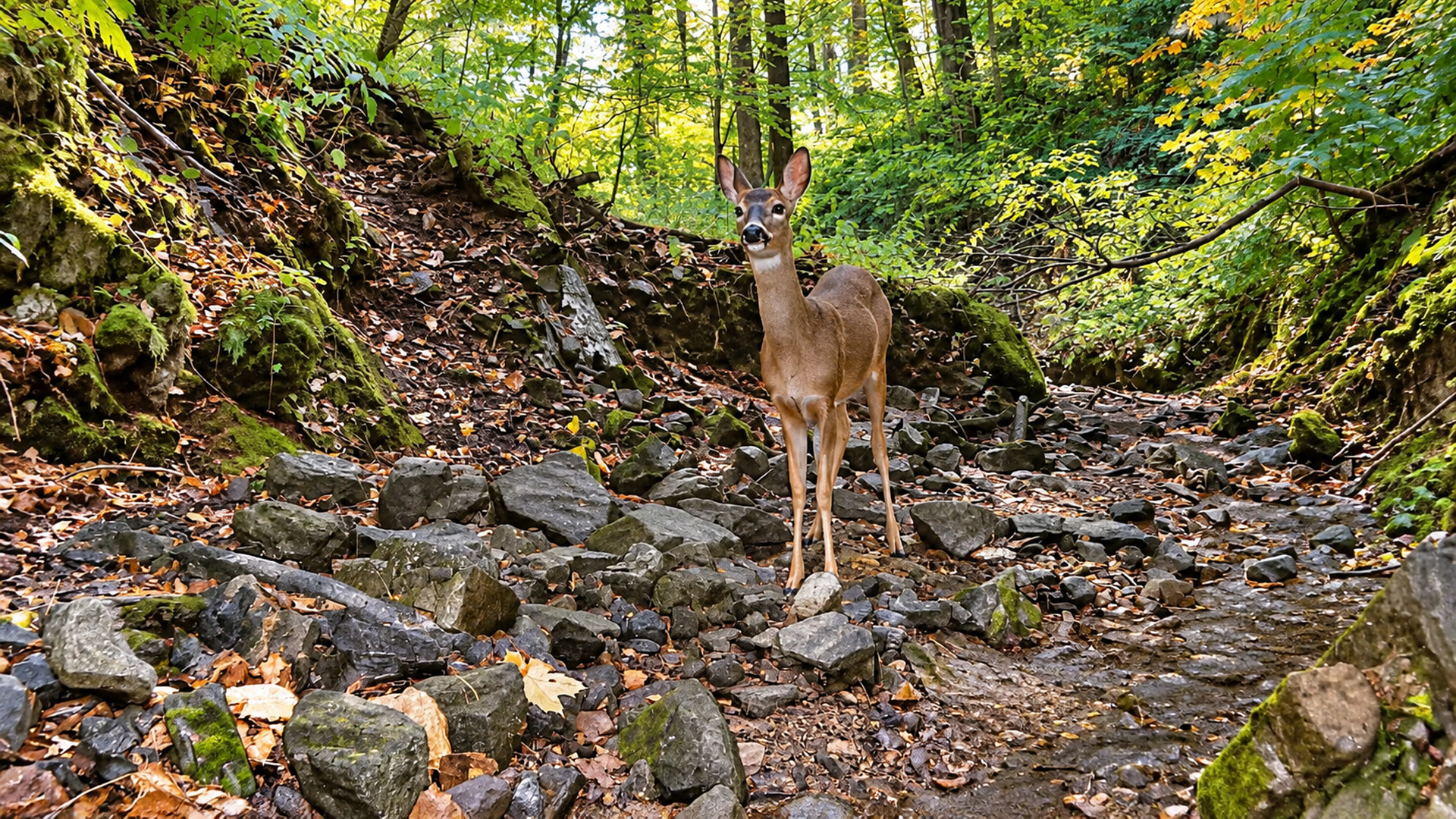 What uses this rocky forest gully when no one is around?
