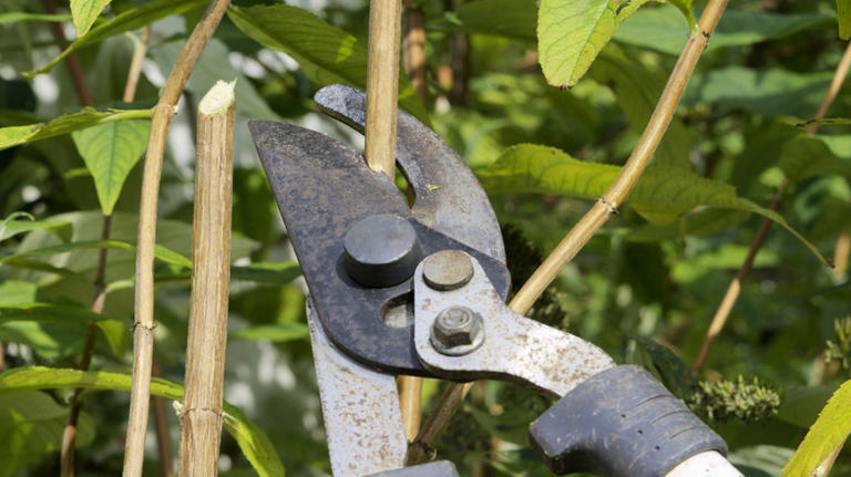 Dump expensive bench grinders: The $10 Lowe's find that easily sharpens ...