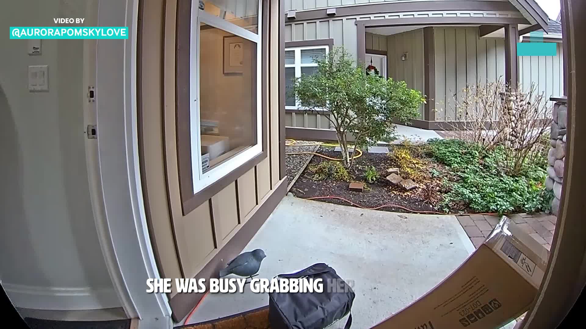CCTV catches dog making a sneaky move while owner is distracted