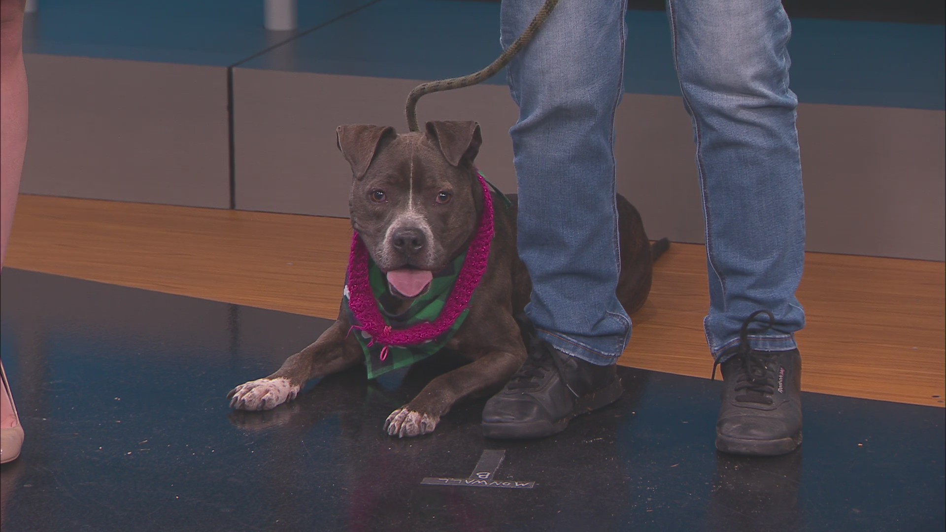 News13 pet of the weekend: Susanna