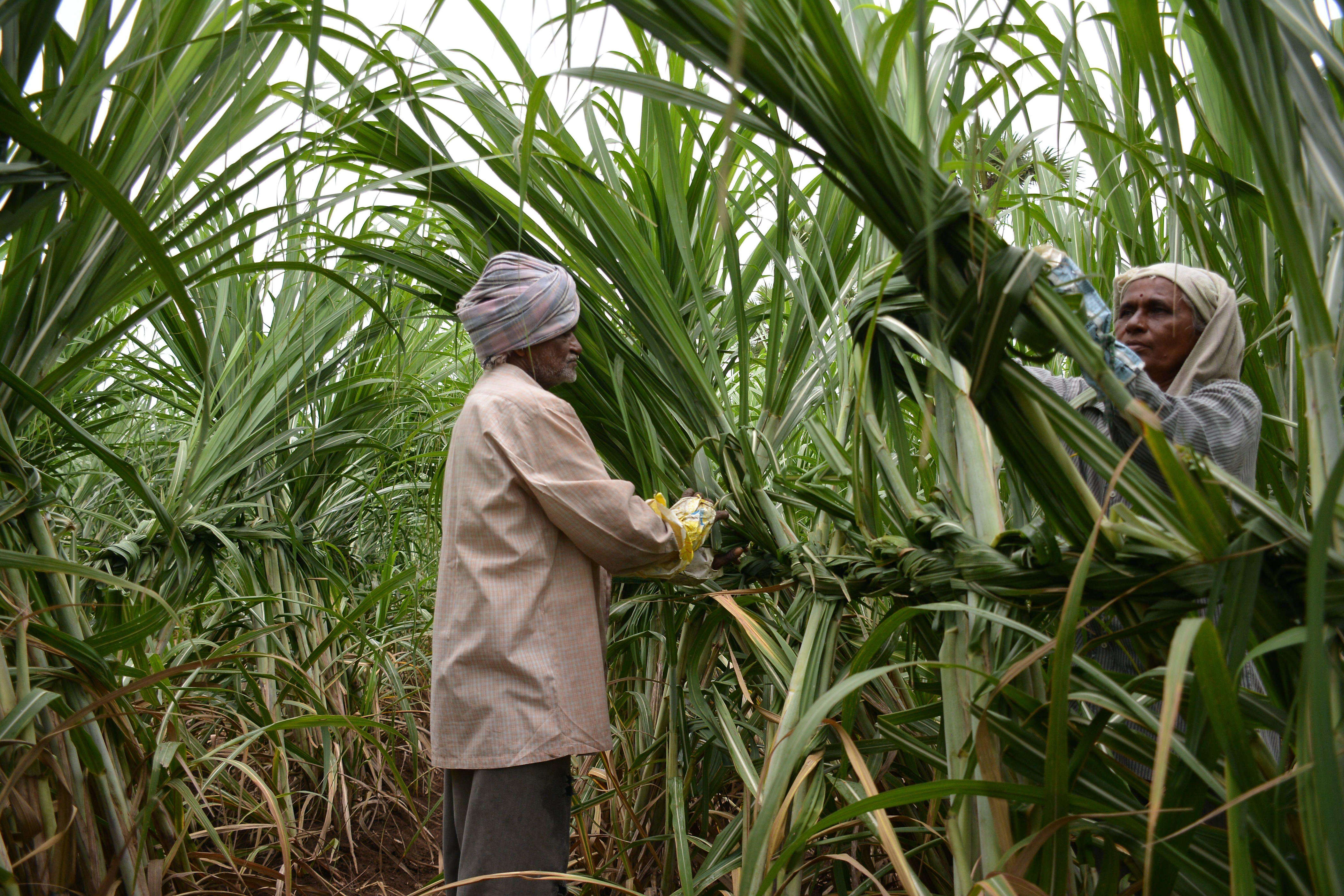Polls round the corner, will cane farmers get a better SAP deal?