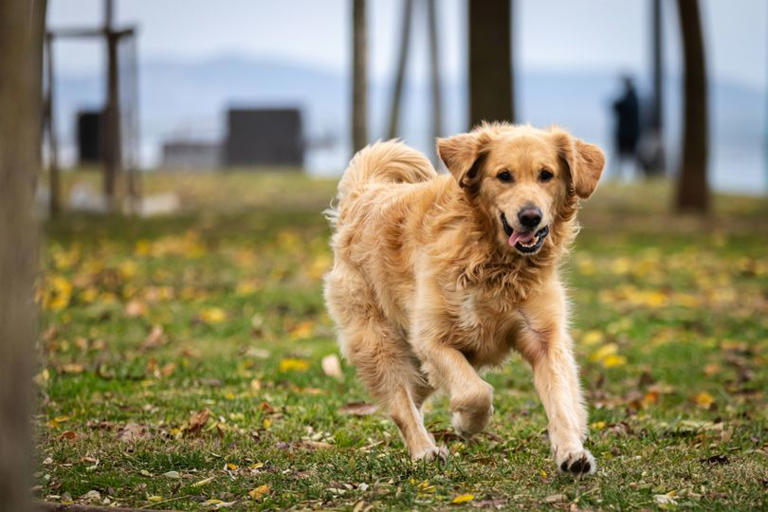 Vet shares 10 minute activity that tires dogs out quickly