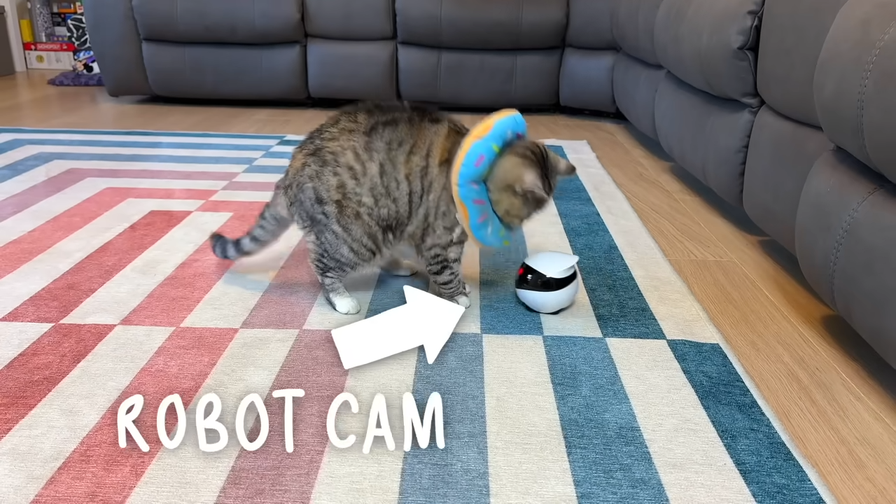 These cat inventions solve problems owners deal with every day