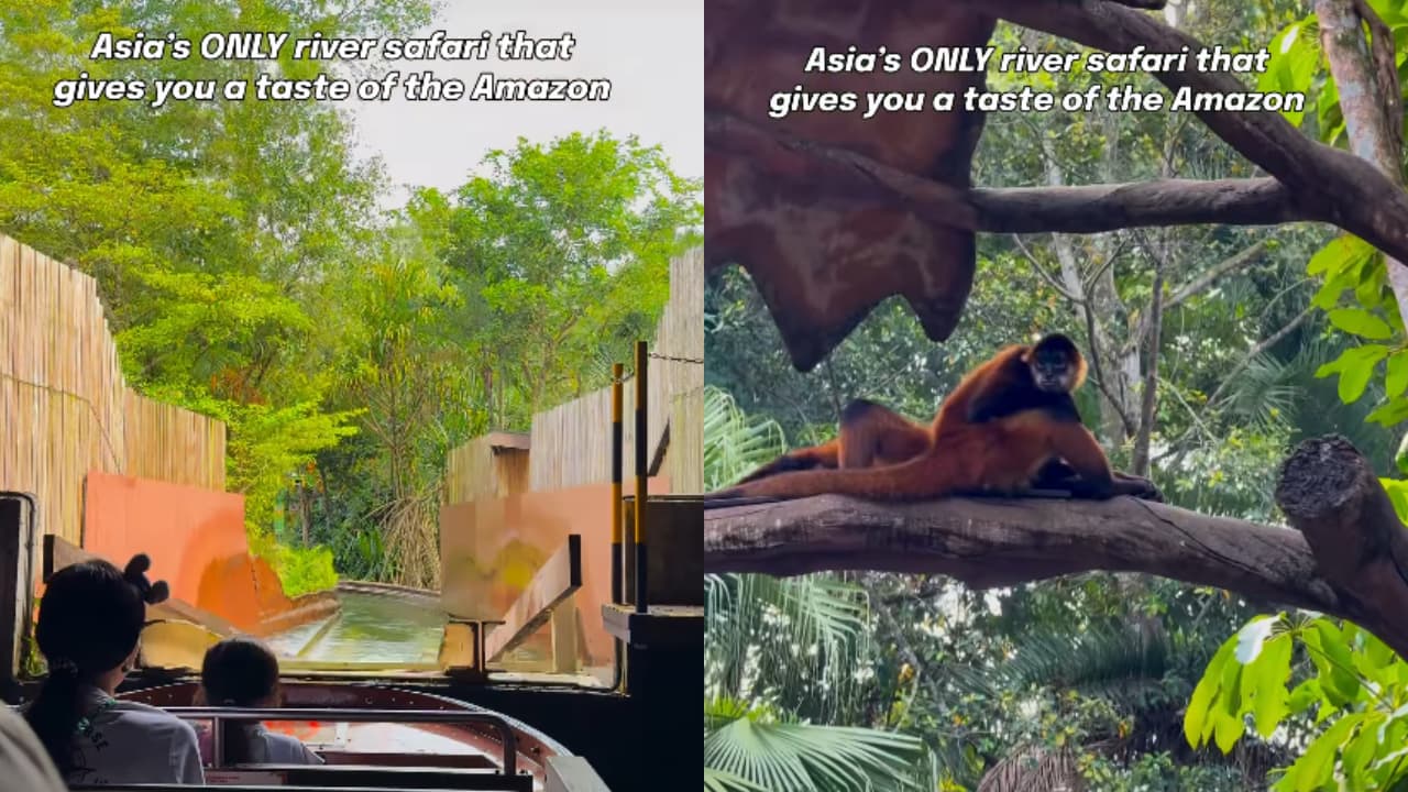 Journey into the wild: Asia’s only river safari makes you feel like you ...