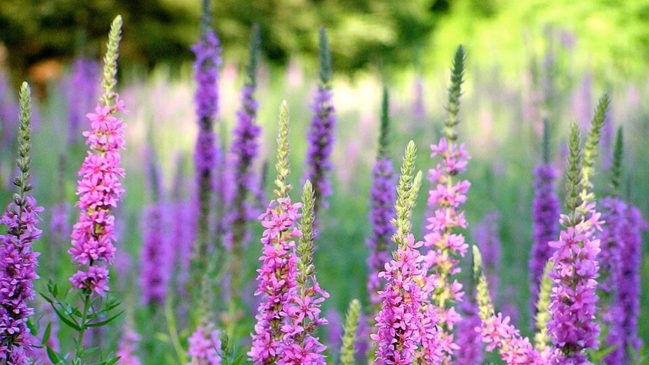 Ornamental plant turns invasive: Purple loosestrife overruns wetlands ...