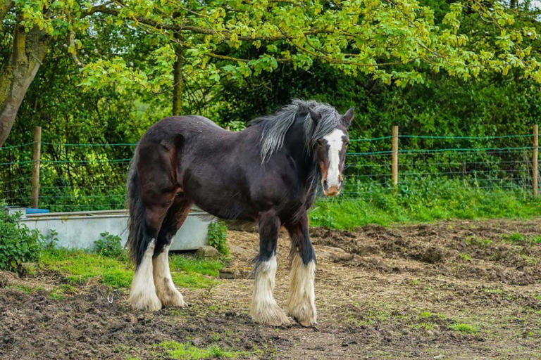 Ce cheval du XIXe siècle reste à ce jour le plus grand jamais recensé ...