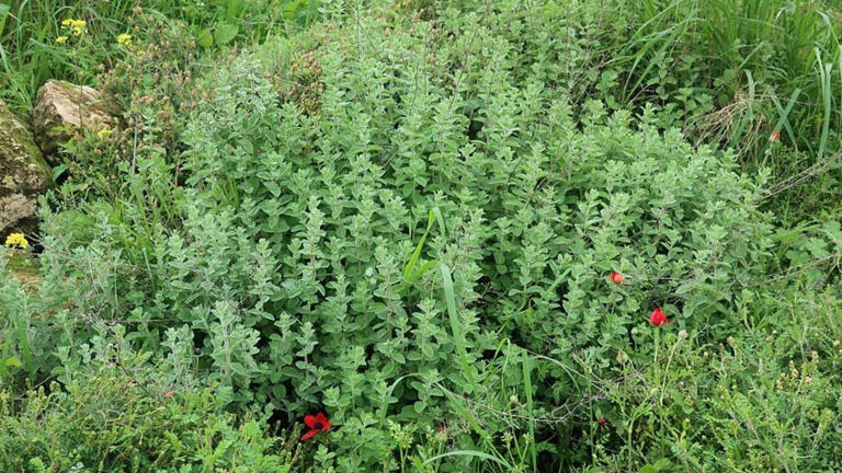 Plantas aromáticas que ayudan a repeler insectos en casa