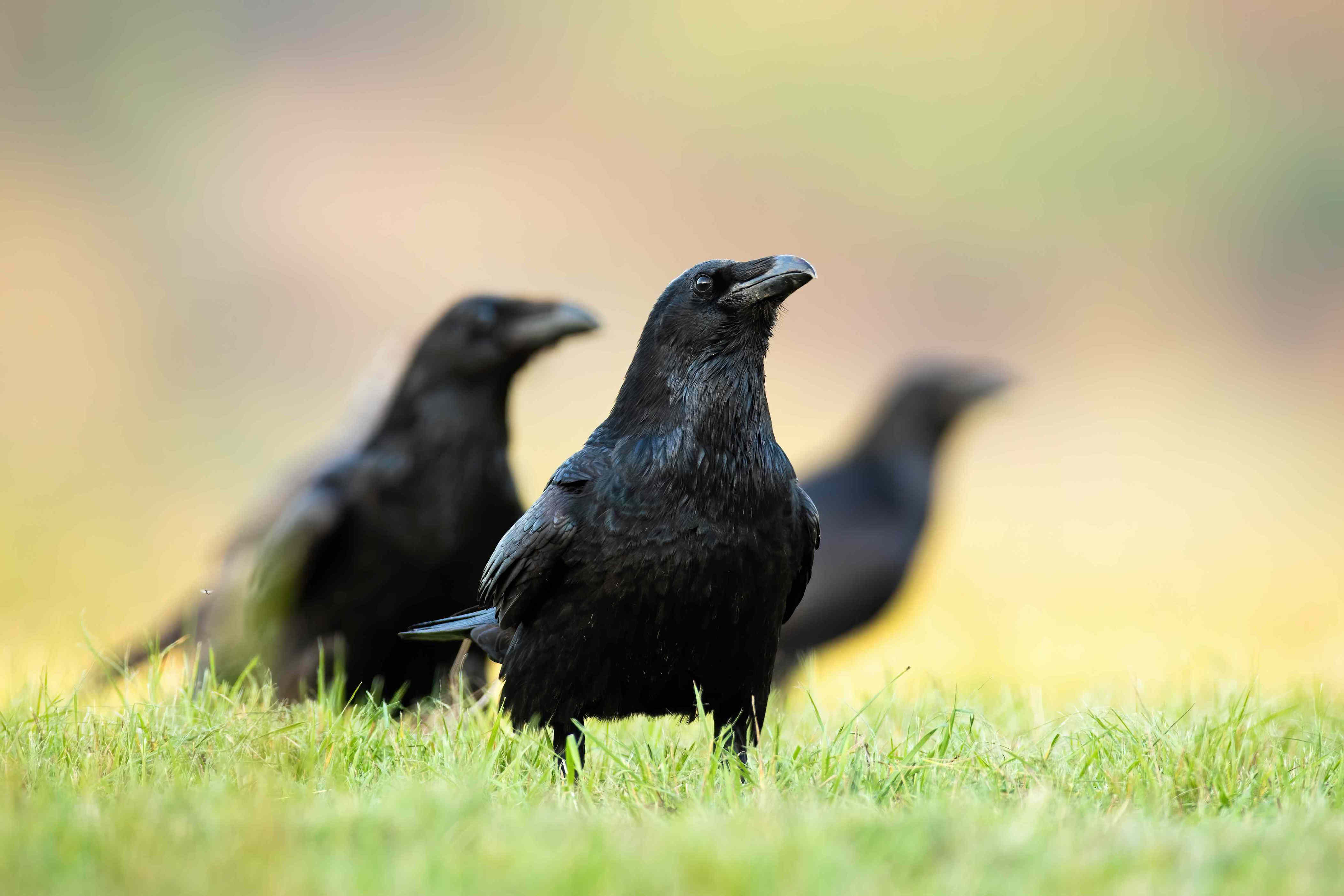 What it means when crows suddenly show up in your yard, according to ...