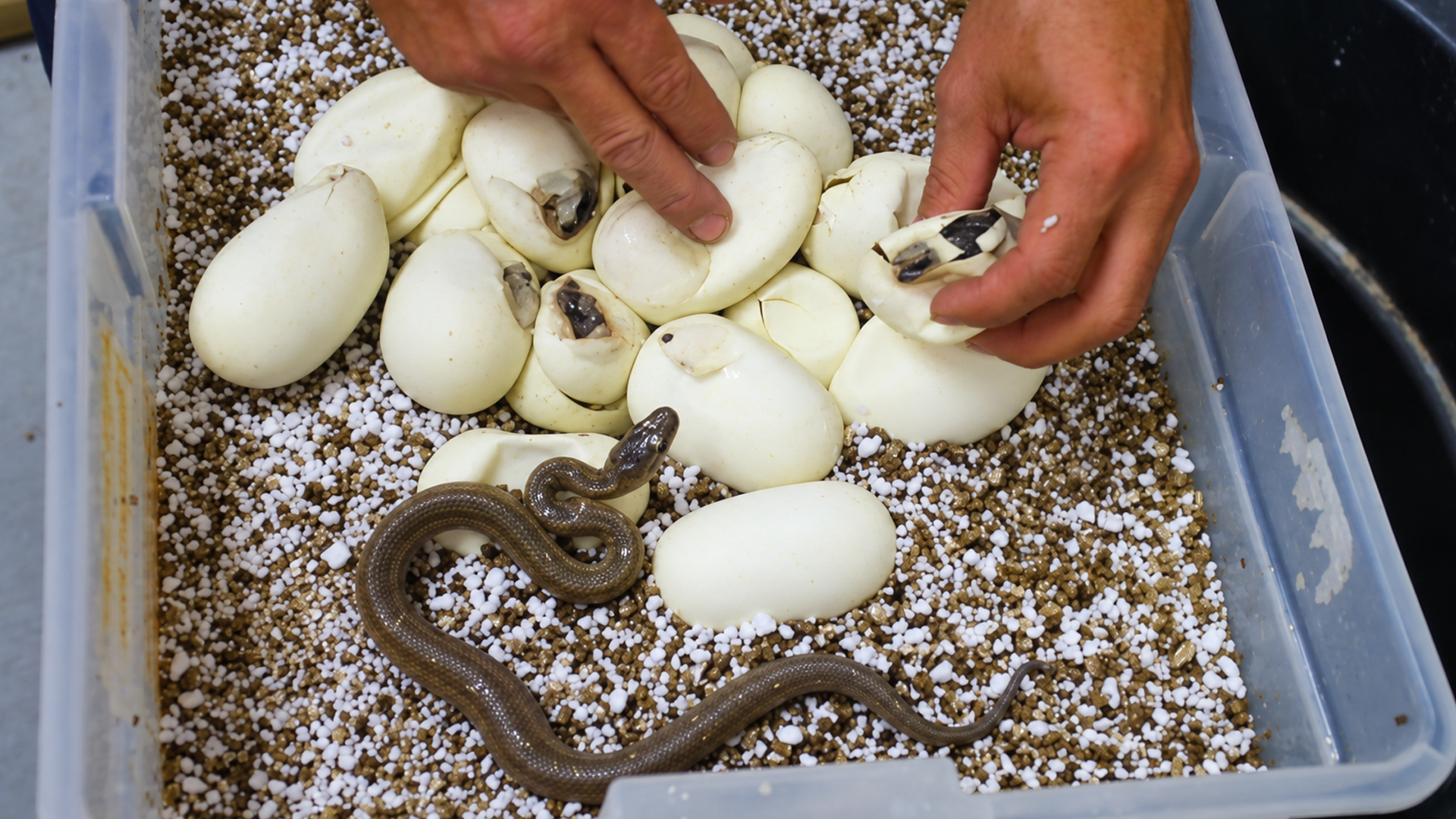 Rock python hatchlings attack immediately after hatching