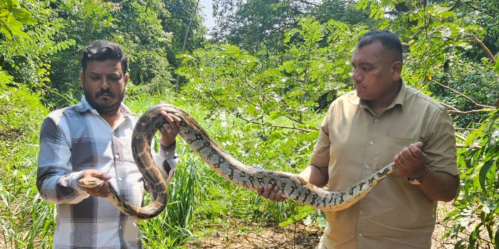 Snakes, monitor lizard rescued in past 72 hours in Maharashtra