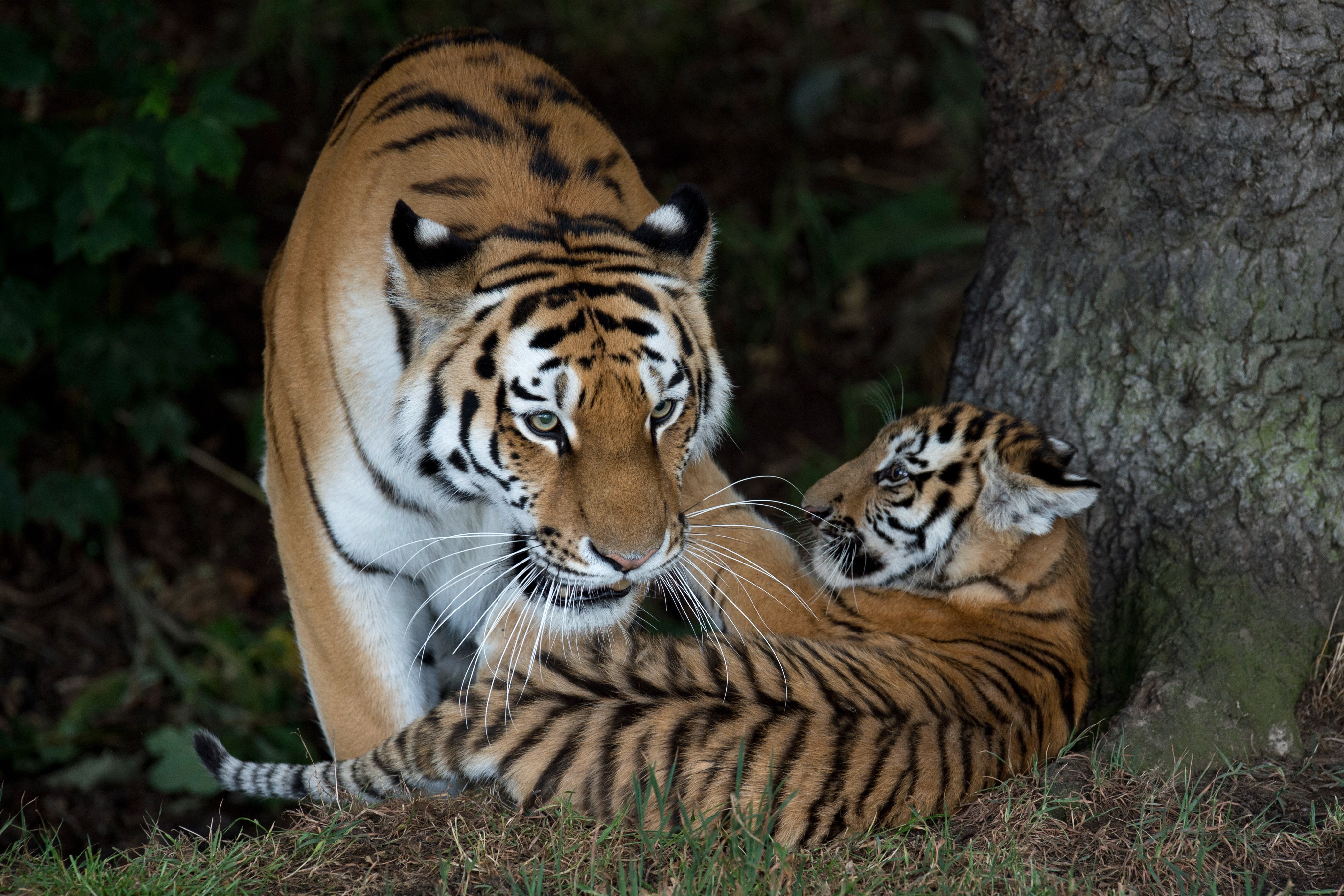 Yorkshire Wildlife Park 'deeply saddened' after man is mauled to death ...