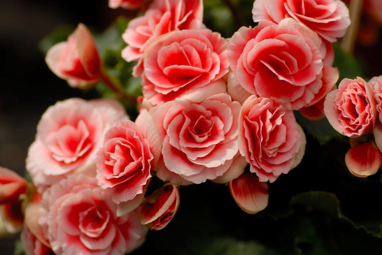 7 perennials you’ll regret planting this fall—and why you should think ...