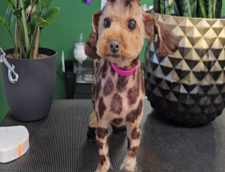 Doodle's next-level 'giraffe' haircut & dye are taking the internet by ...