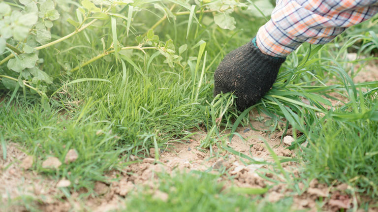 Leave the hand pulling behind: The European-style tool to remove weeds ...