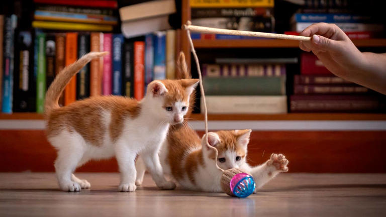 Tiny orange kitten looks like the fluffiest little cream puff