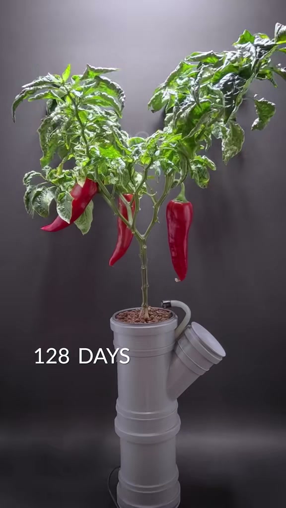 Watch this long bell pepper grow in seconds!