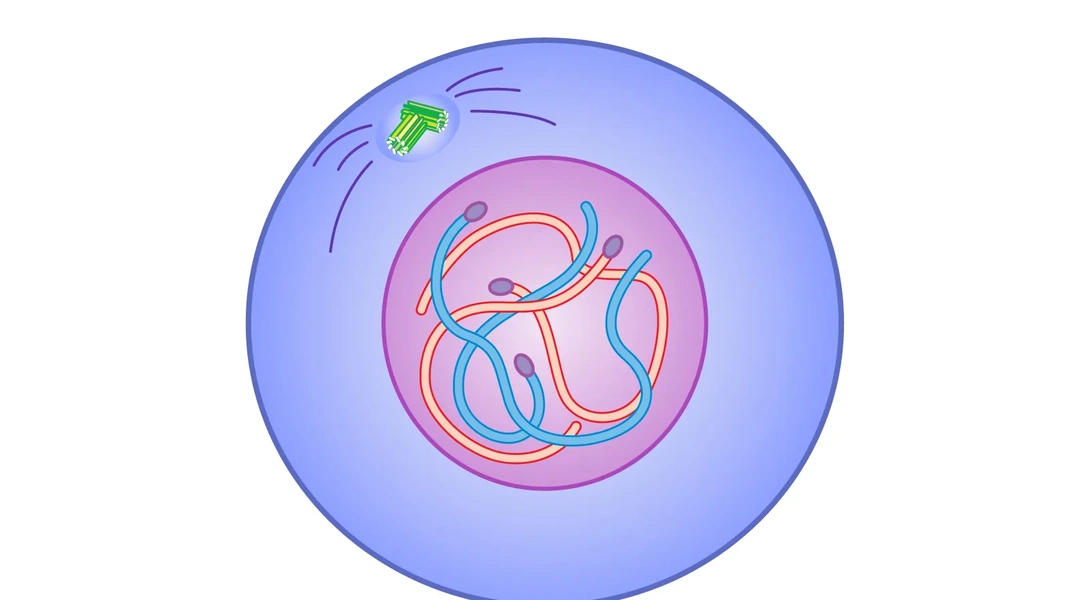 Key stages of genetic expression and cell division