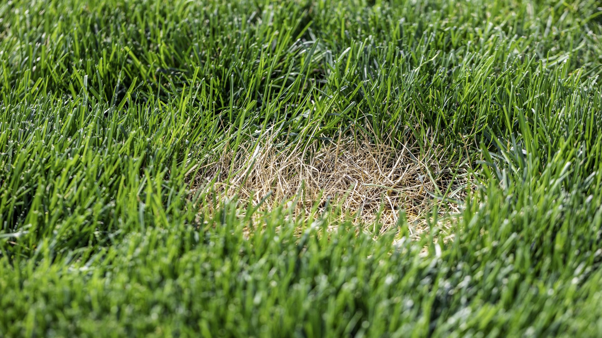 You can plant grass seed in October to fix bare spots – but act now as ...