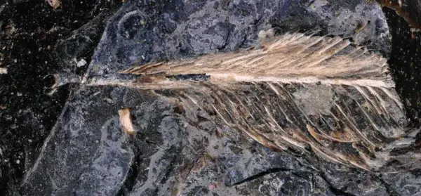 Um grande plano de uma pena fossilizada encontrada preservada em fezes de dinossauro. Jingmai O’Connor/Field Museum