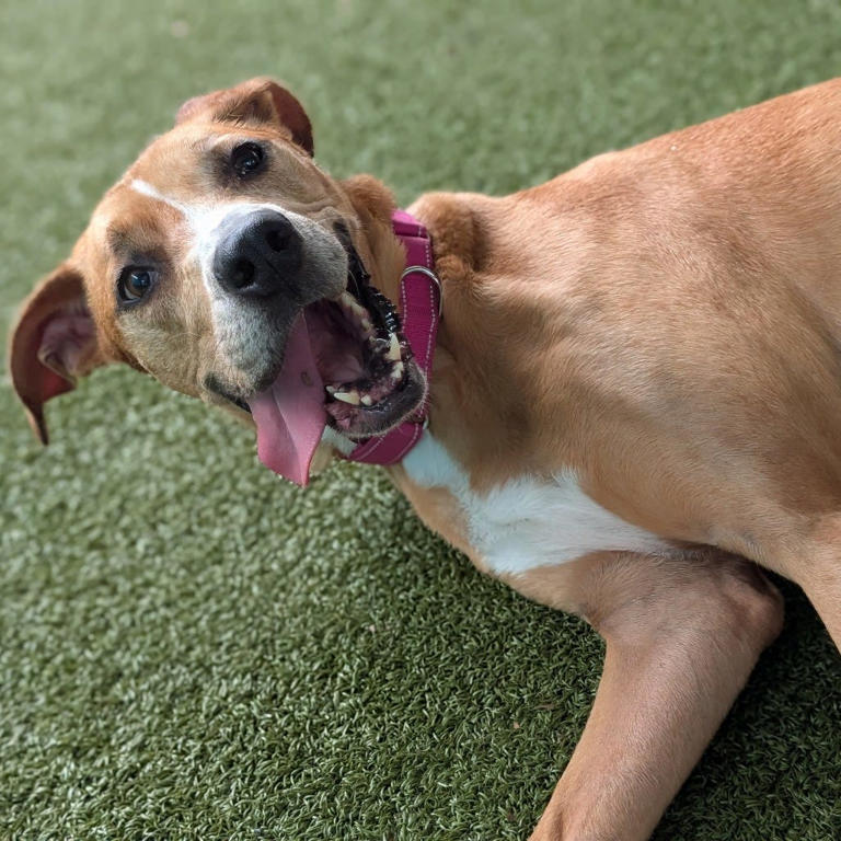 Sammy, a Great Dane mix, is ready to plop her 66 pounds in your lap