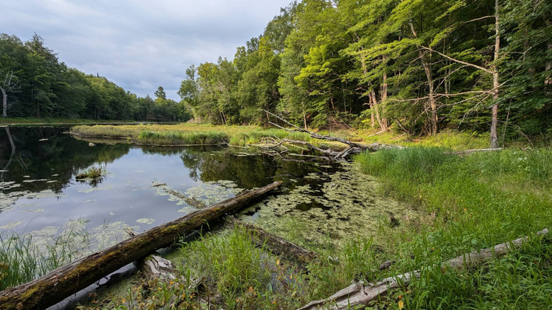 This remote Midwestern escape in Wisconsin is a riverside state forest ...