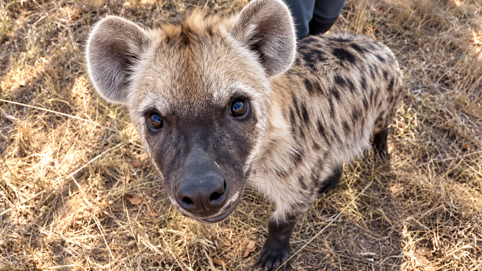A hyena’s reputation is not the truth