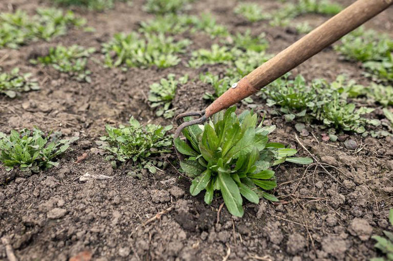 Stop weeds from growing by using 1 household item in October