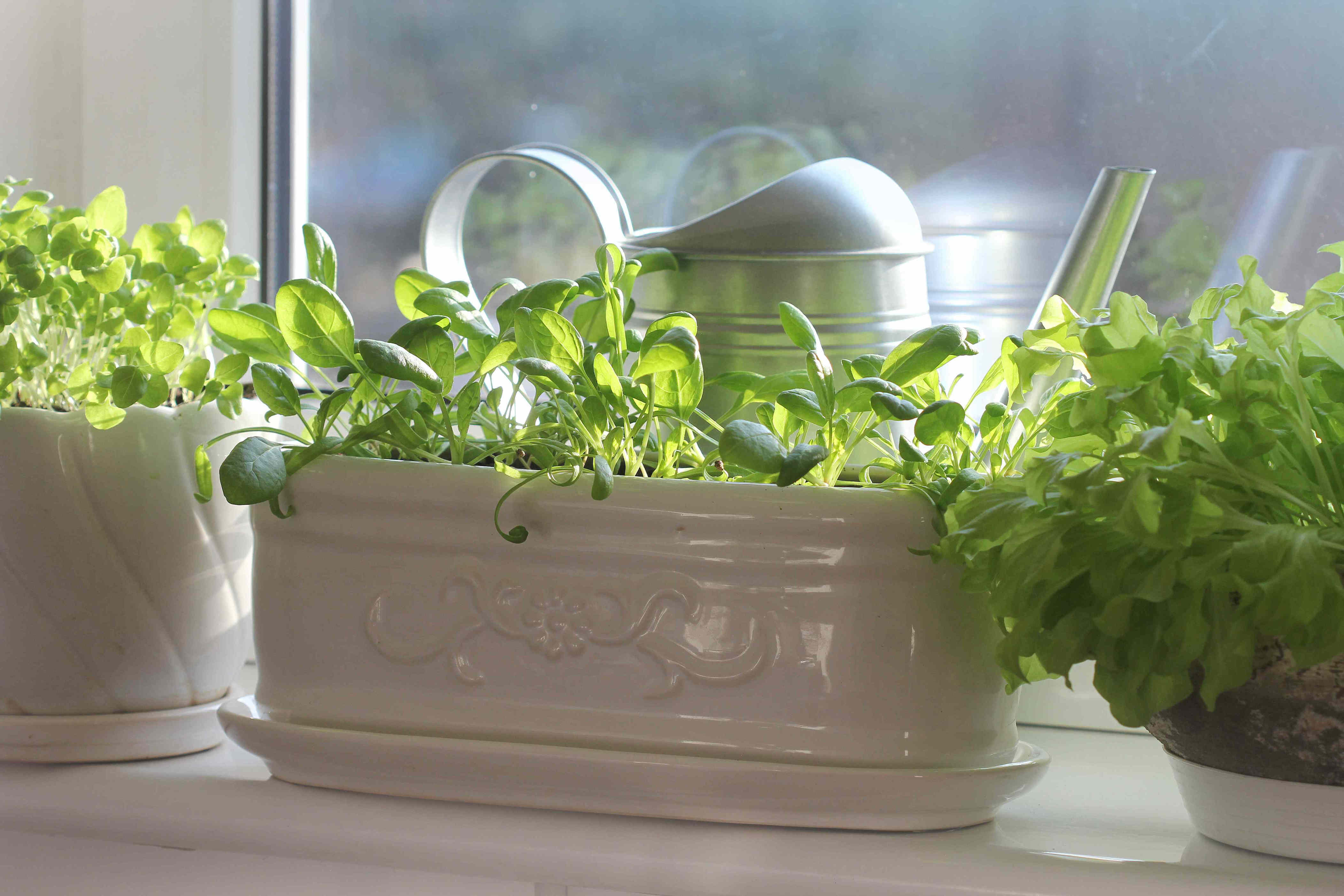 How to grow spinach indoors for fresh leaves all year long