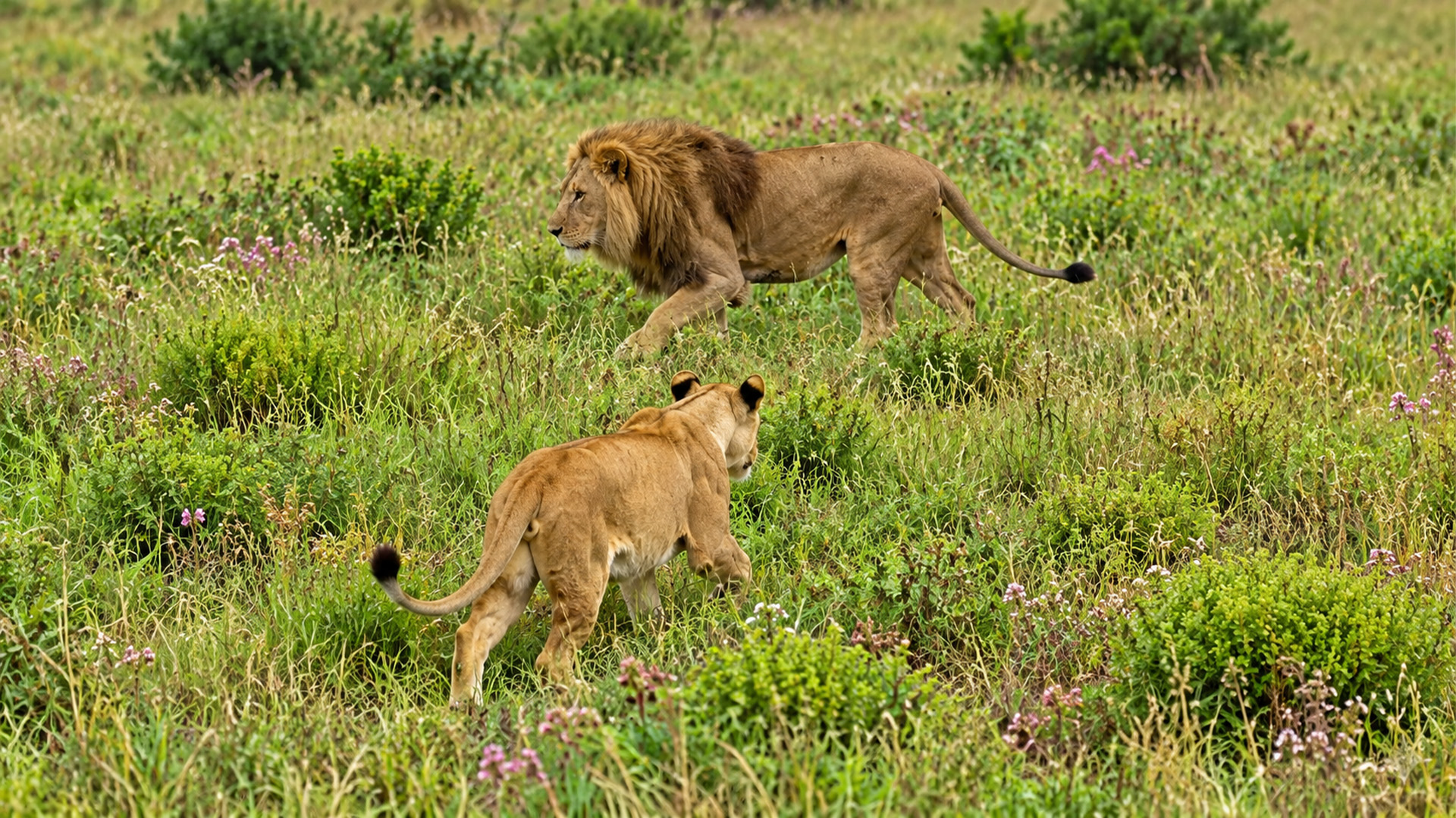 Two lions went into stalking mode