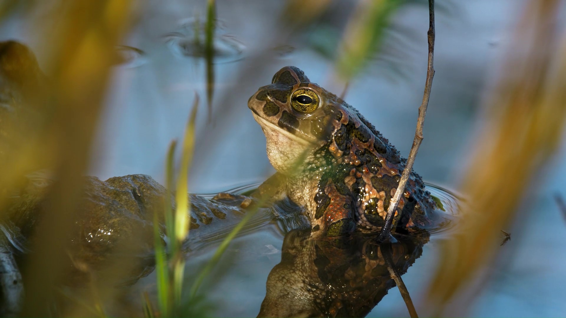Rare moment toad resting quietly in shallow water