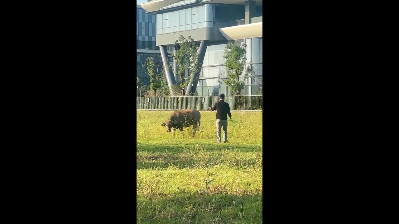 Man falls off a cow after trying to ride it in Zhejiang, China