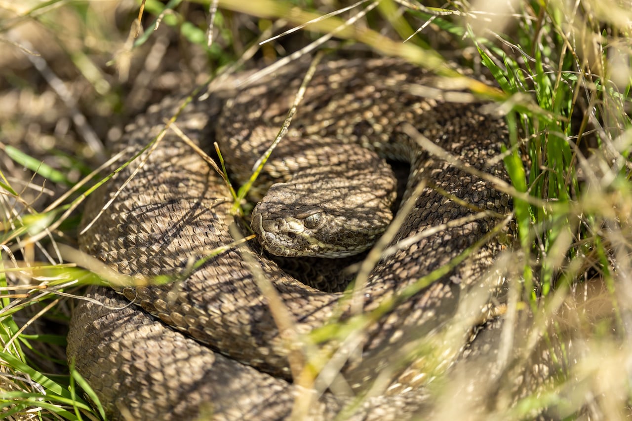 Rattlesnakes abound: Record number of snakes removed in Lethbridge this ...