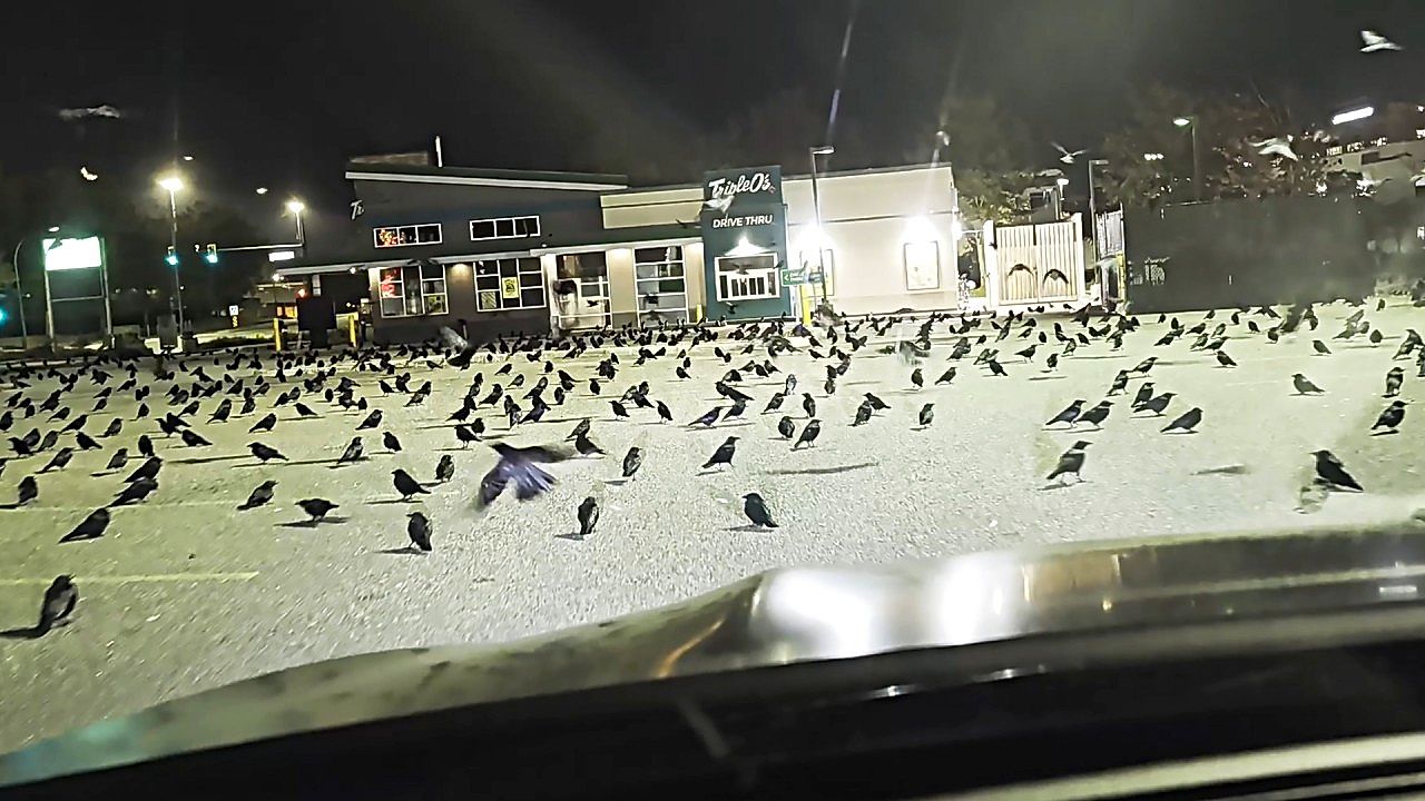 Hundreds of crows flock to Canadian parking lot in eerie nighttime scene