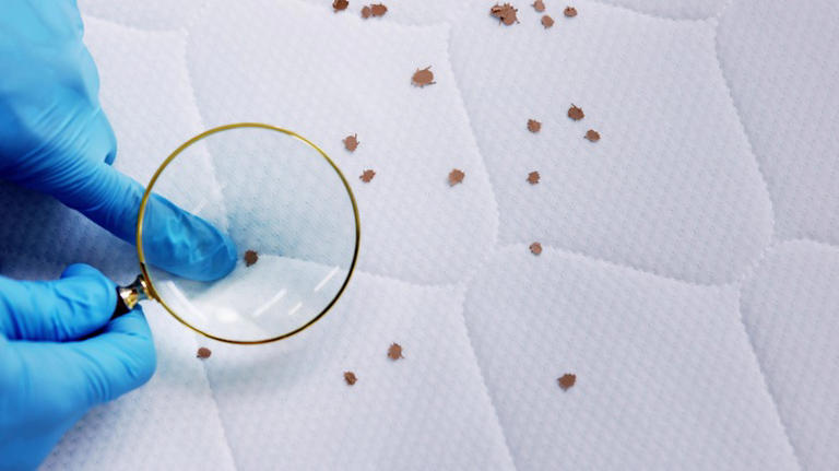 Does vinegar really double as an instant bed bug killer?