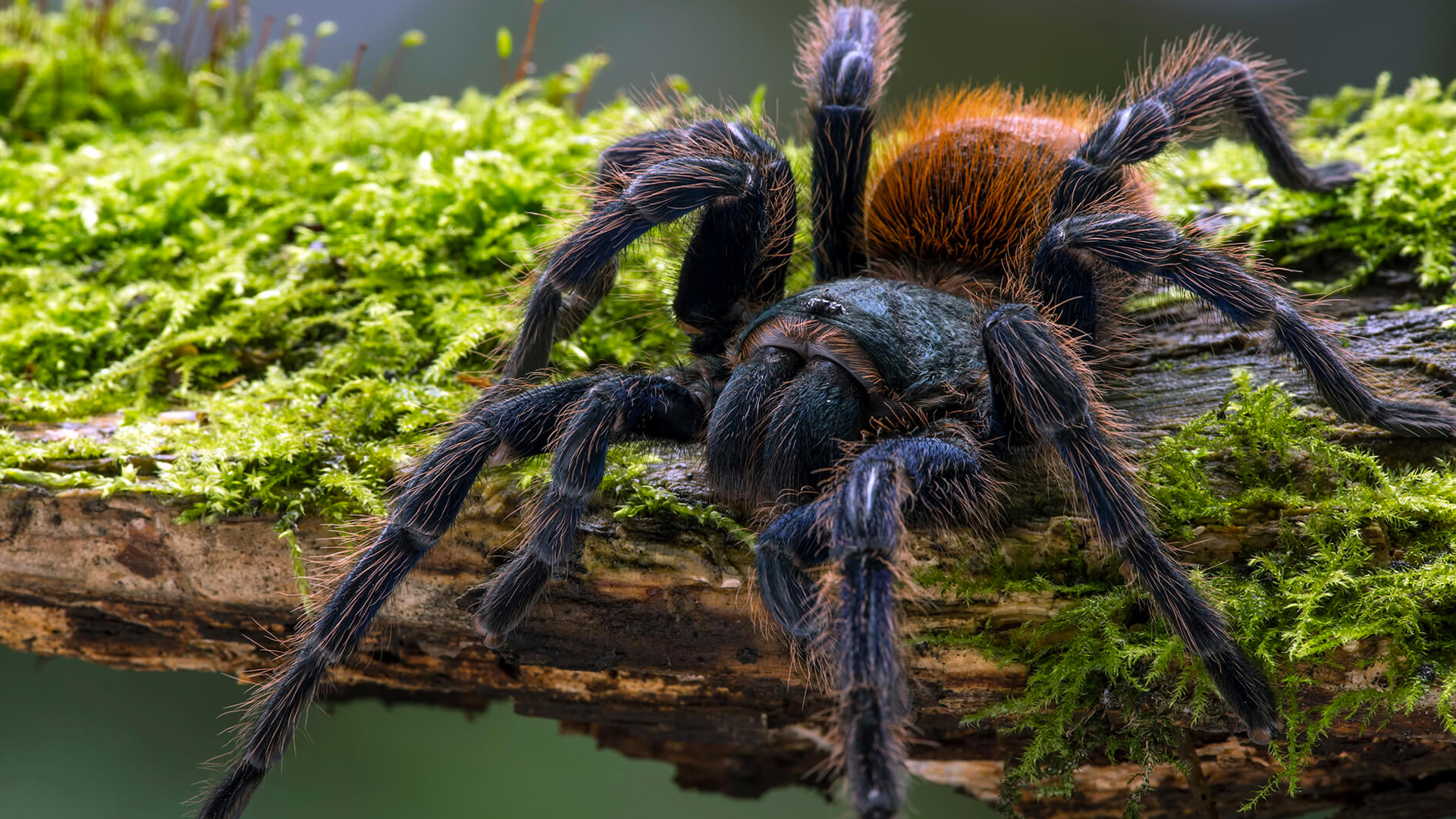 Handling the world's rarest and giant tarantulas