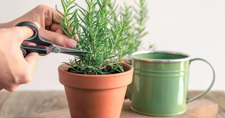 Plantas aromáticas que ayudan a repeler insectos en casa