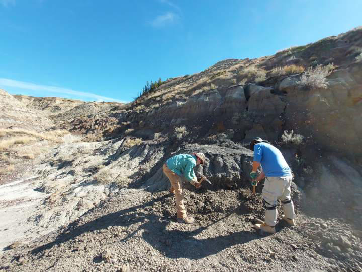 University of Alberta researchers find evidence raptor may have fed on ...