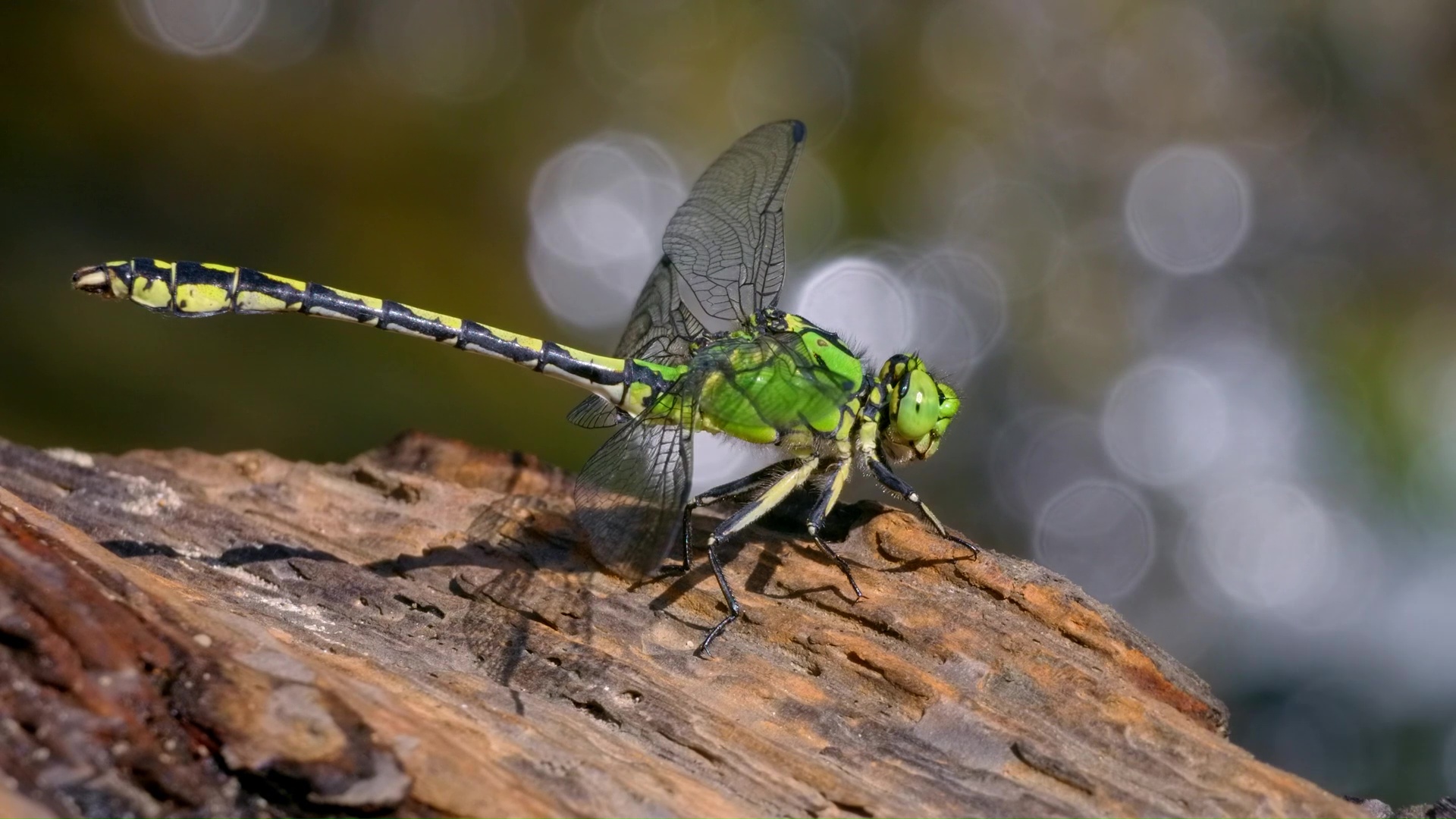 Rare moment green dragonfly resting on weathered wood