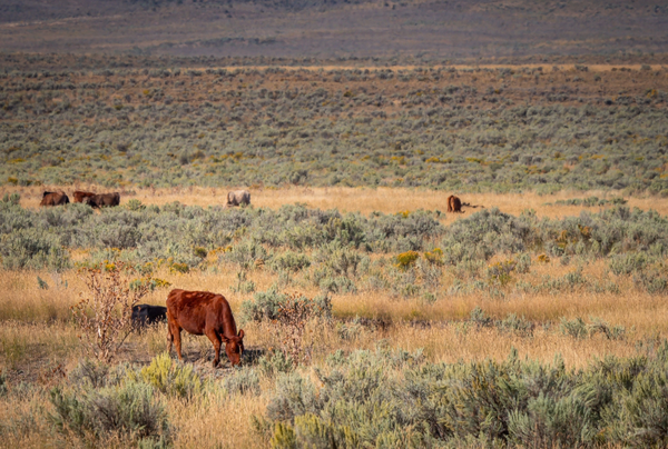 Rollins urges federal land ranchers to put June grazing directive to work