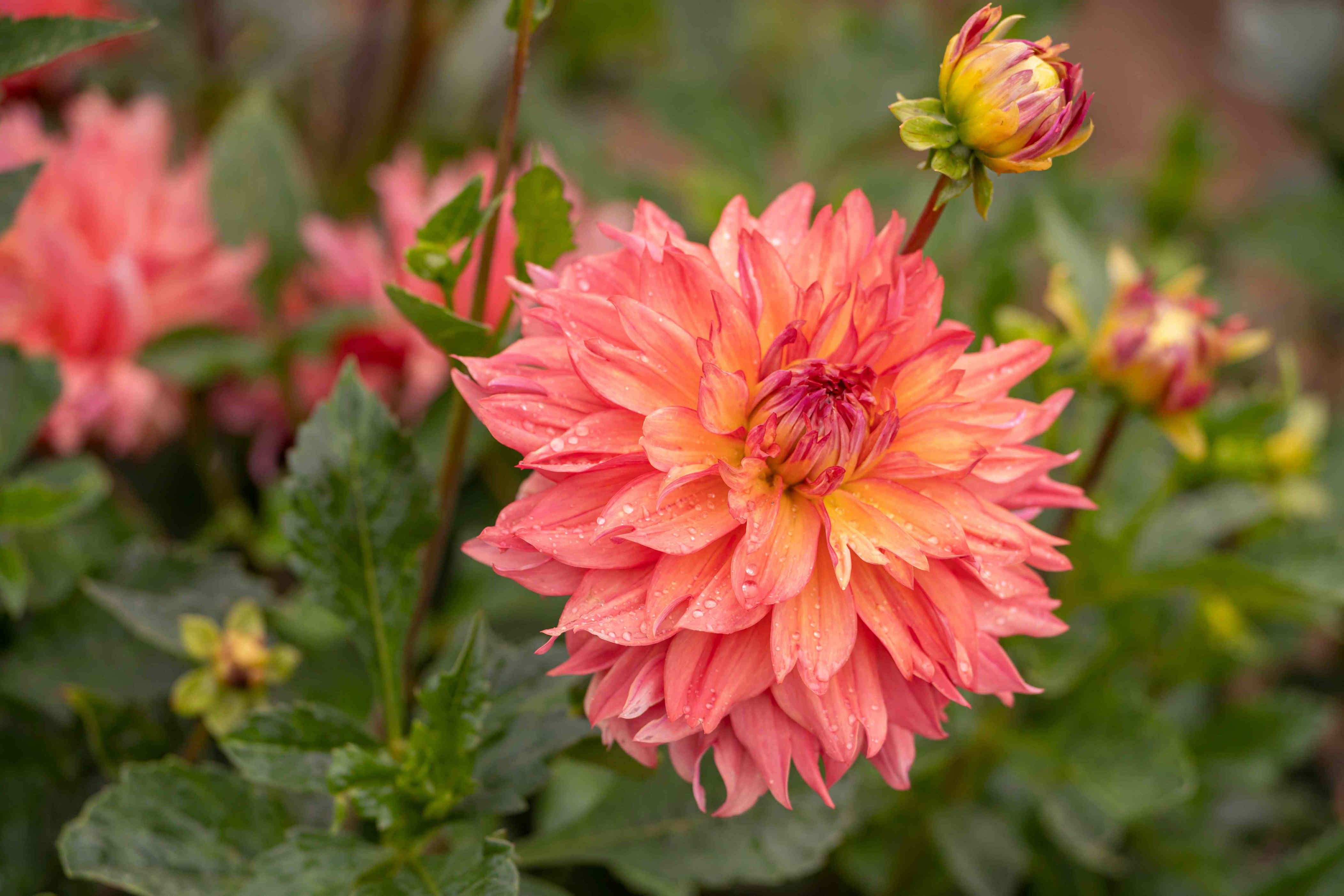 7 perennials you’ll regret planting this fall—and why you should think ...